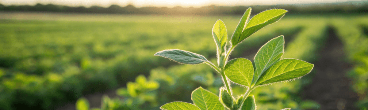 ASAKOファンエコノミープログラム™