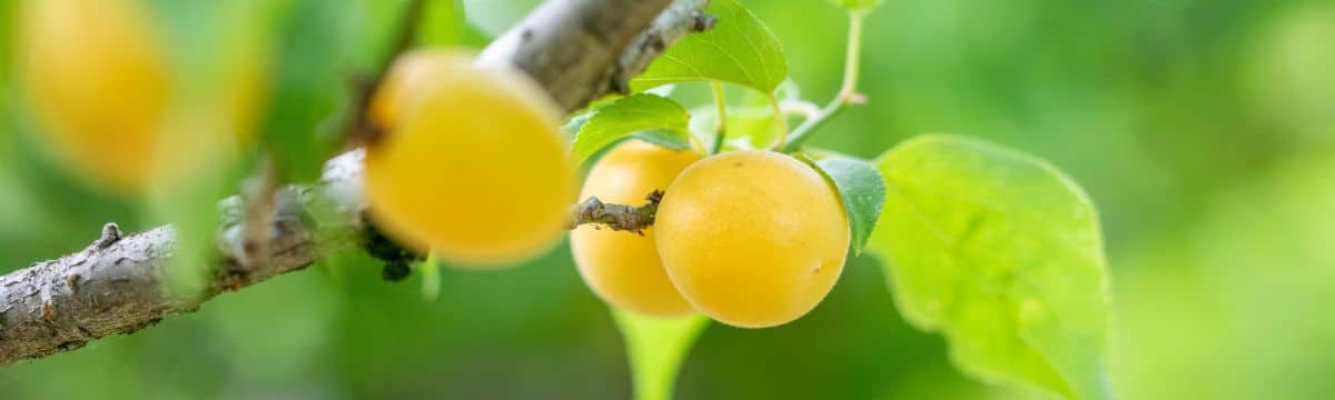 美味しいふるさと再発見プロジェクト